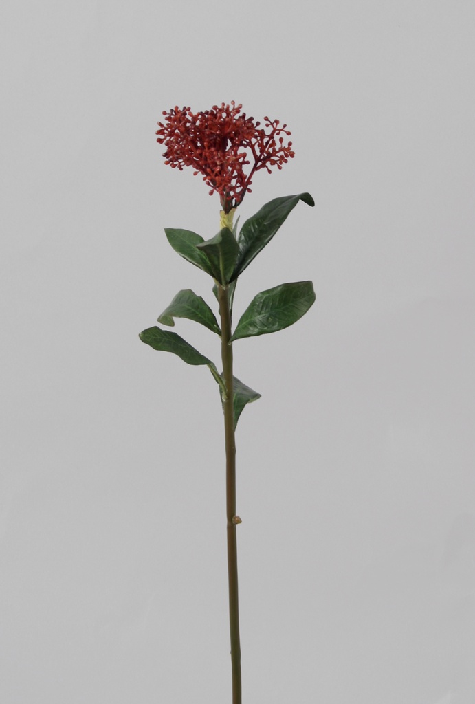 skimmia burgundy 
