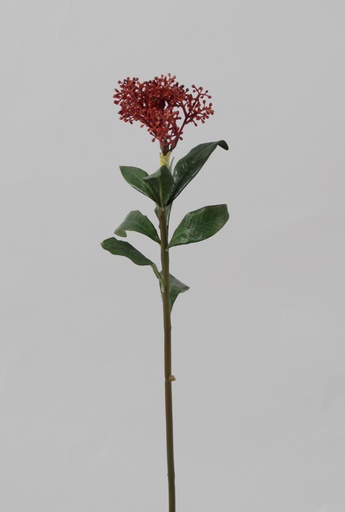 [6729] skimmia burgundy 