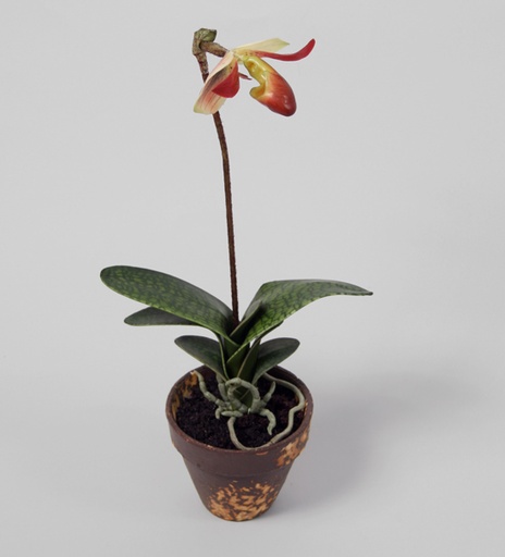 [6733] lady slipper orchid 