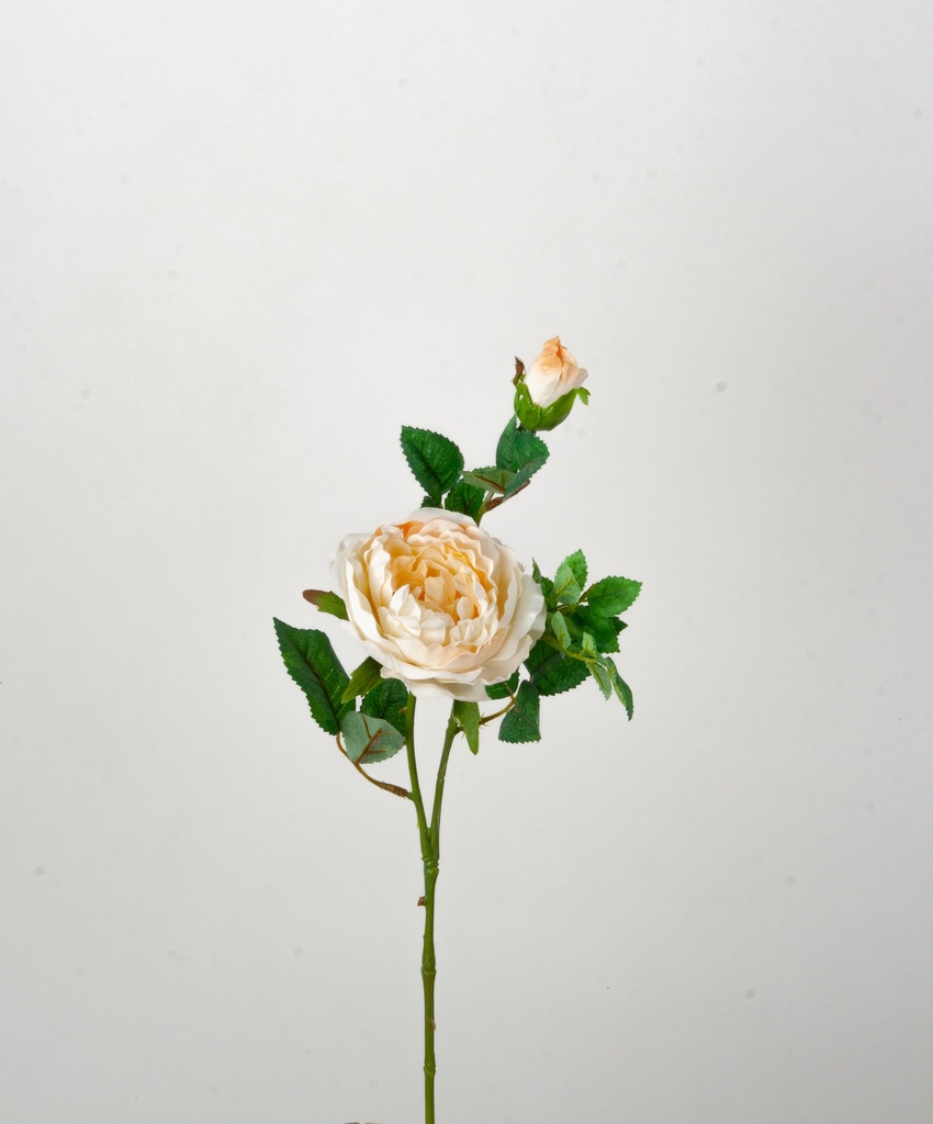 rose cream 