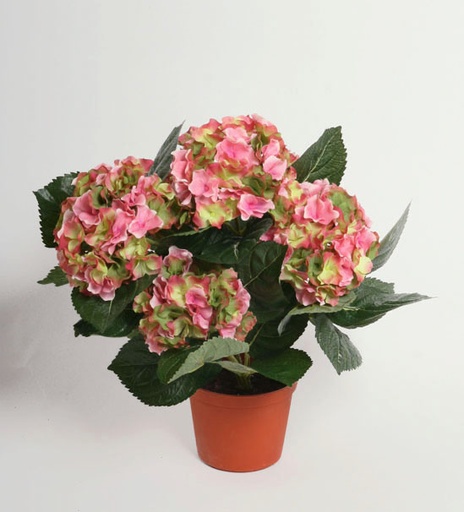 Hydrangea