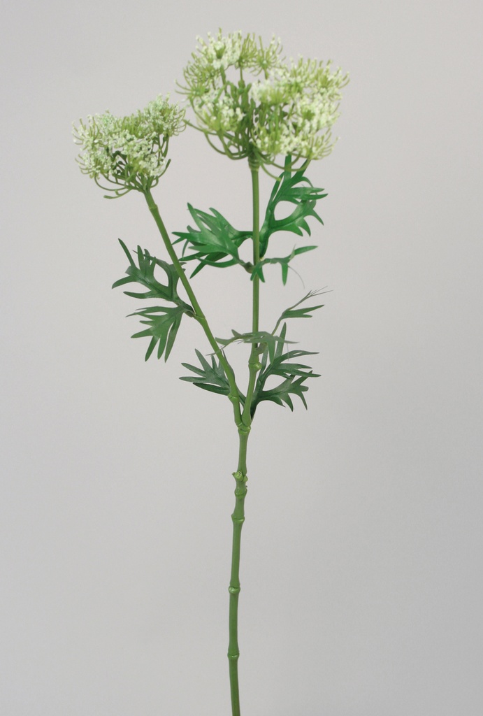 queen annes lace 