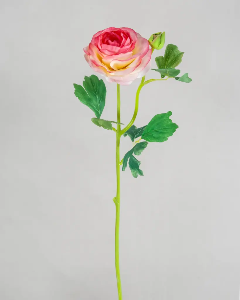 ranunculus light pink 