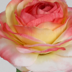 ranunculus light pink 