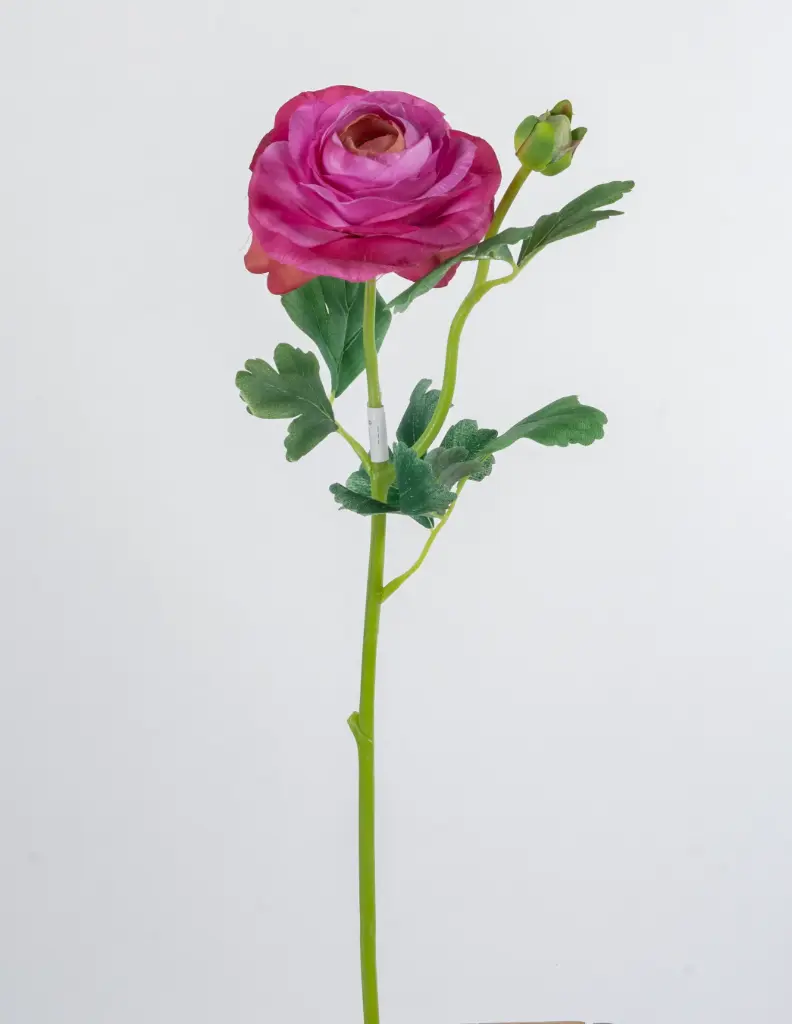 Ranunculus