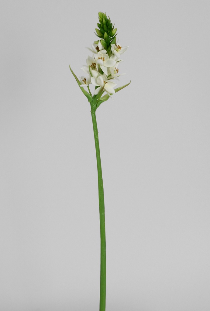 Ornithogalum