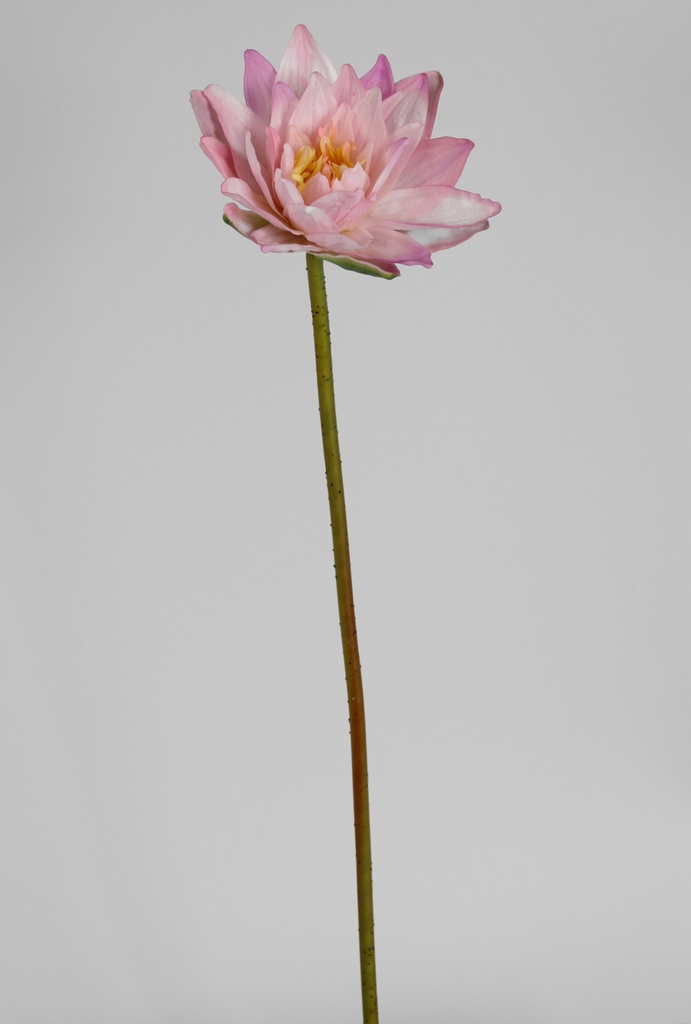 water lily pink 