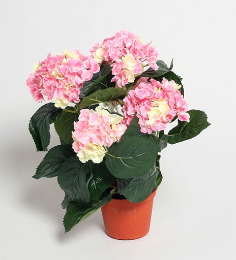 Hydrangea