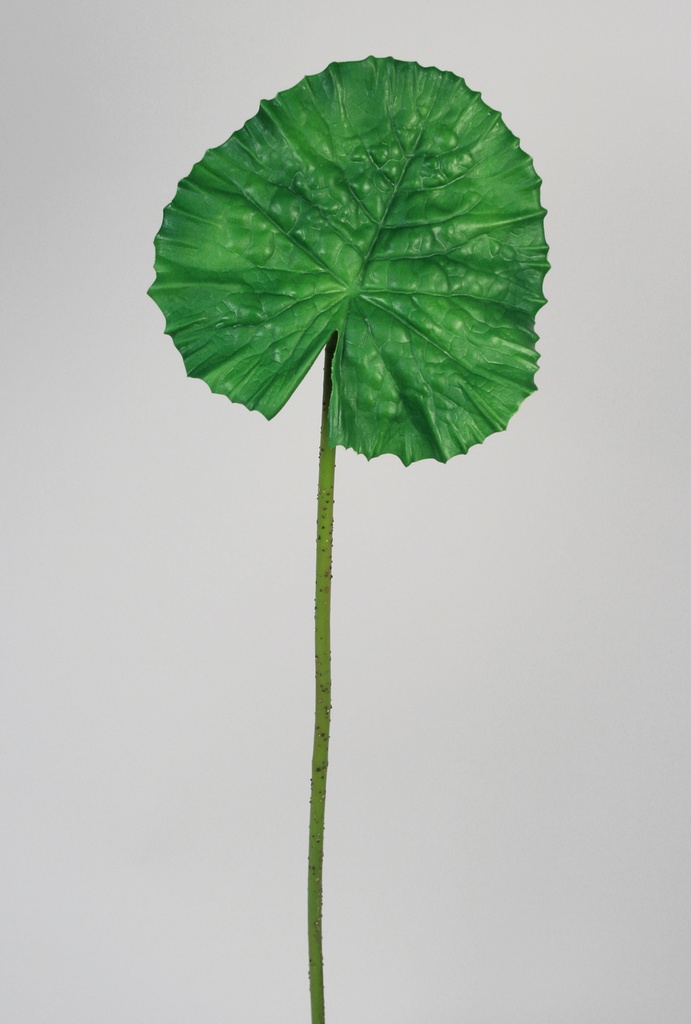 water lily leaf 