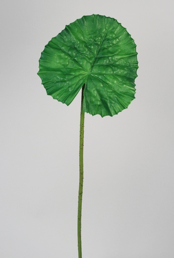 [6229] water lily leaf 