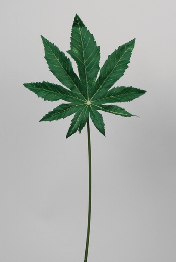 [6230] ricinius leaf 