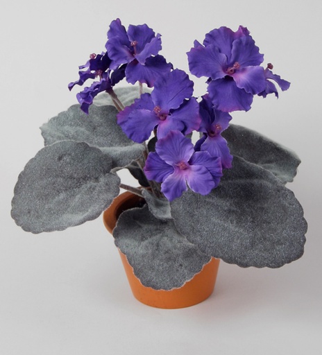 [7034] violet dark blue 