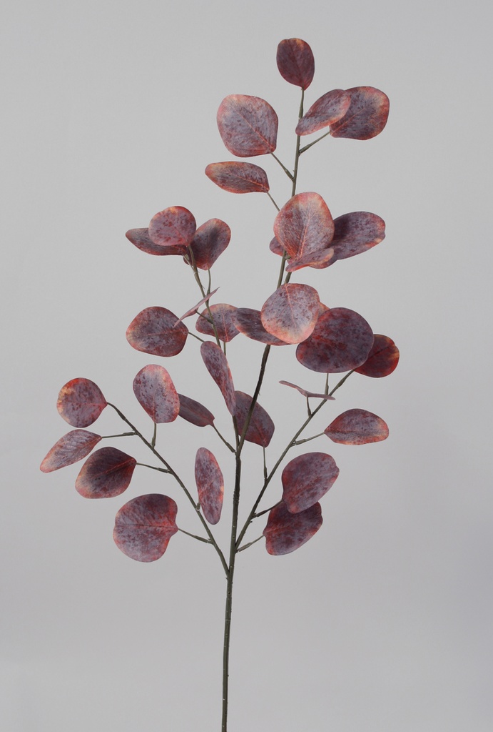 eucalyptus red brown 