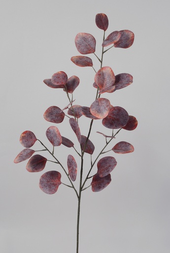 eucalyptus red brown 