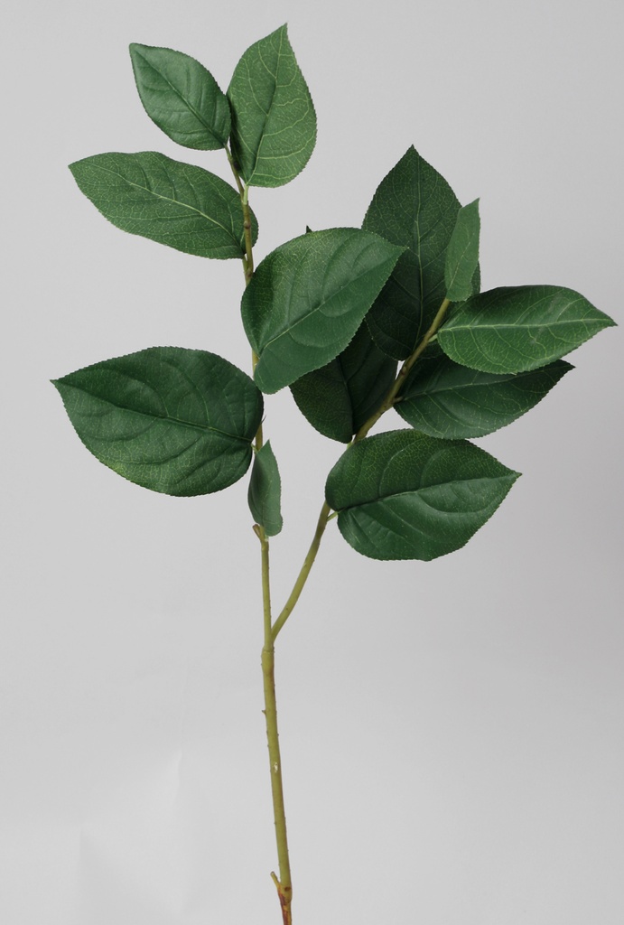 salal 