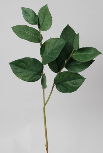 [7038] salal 