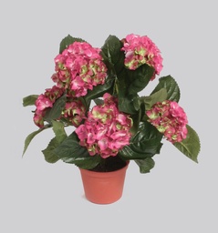 [153-1-61] Hydrangea (Alternative 13)