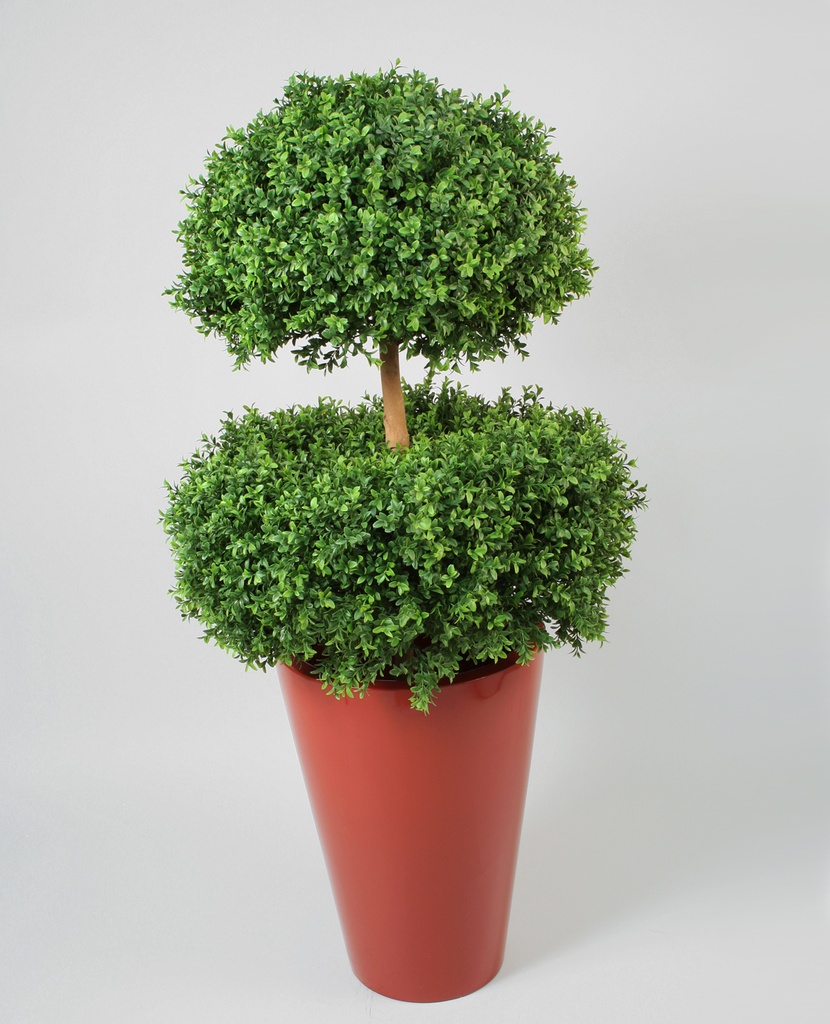 boxwood two head 