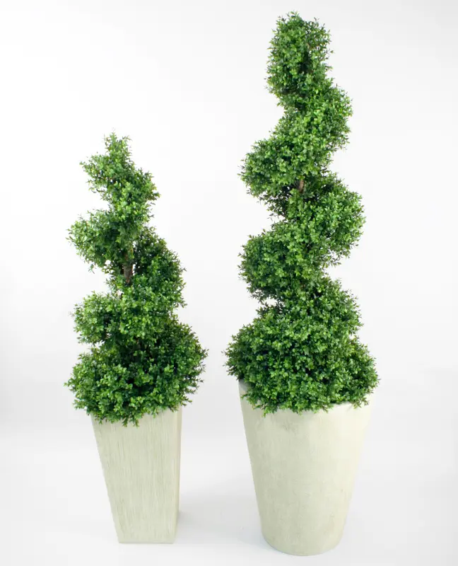 Boxwood Spiral 