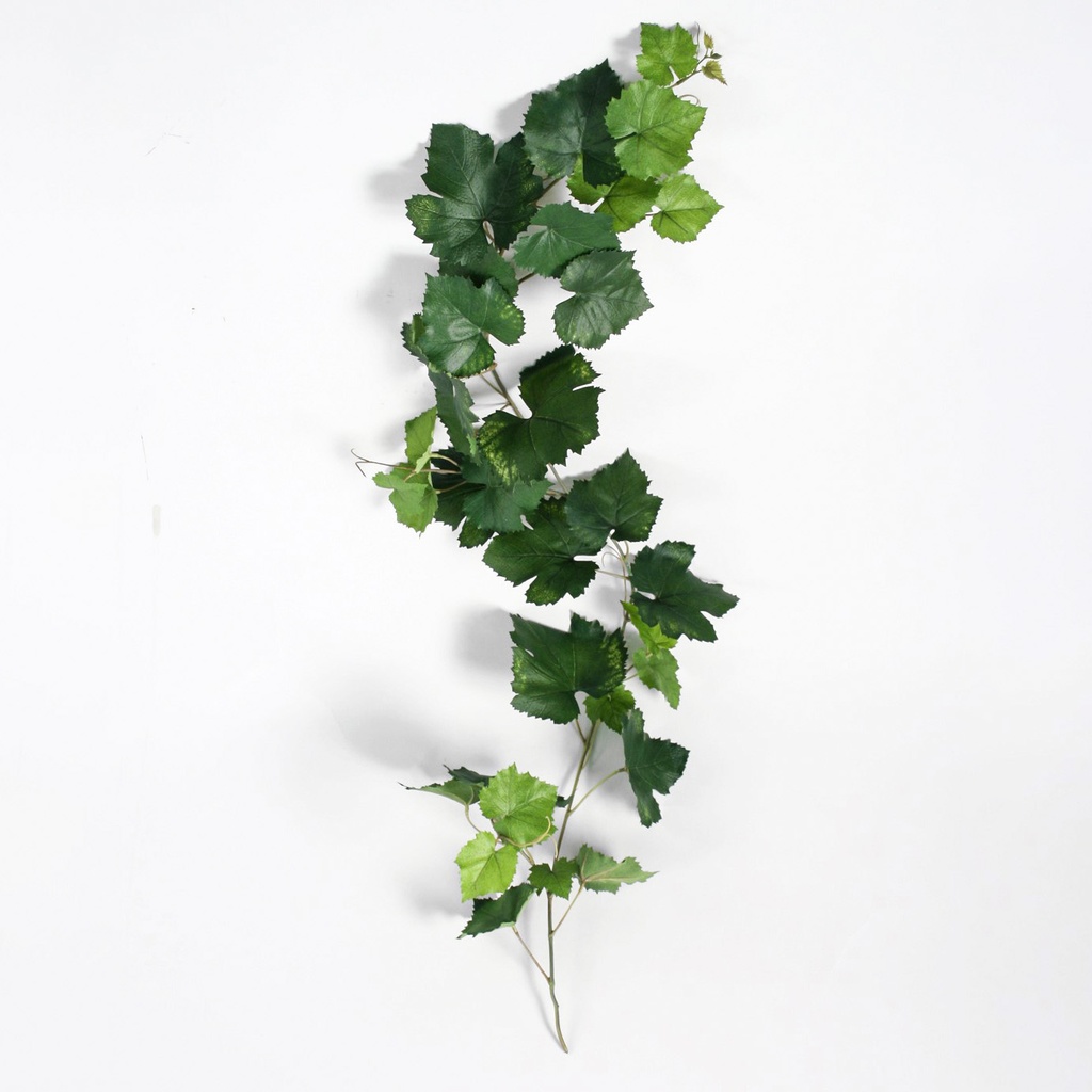 Grape Vine 