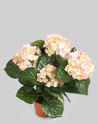 Hydrangea