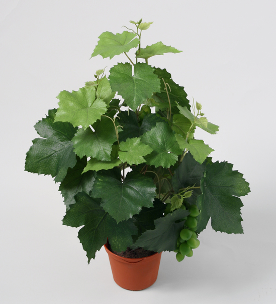 grape ivy 