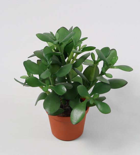money plant 