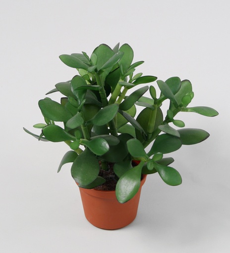 money plant 