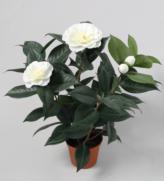 camelia japonica 