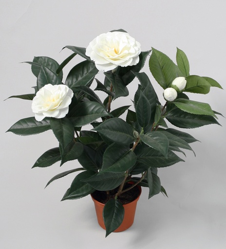 [5660] camelia japonica 
