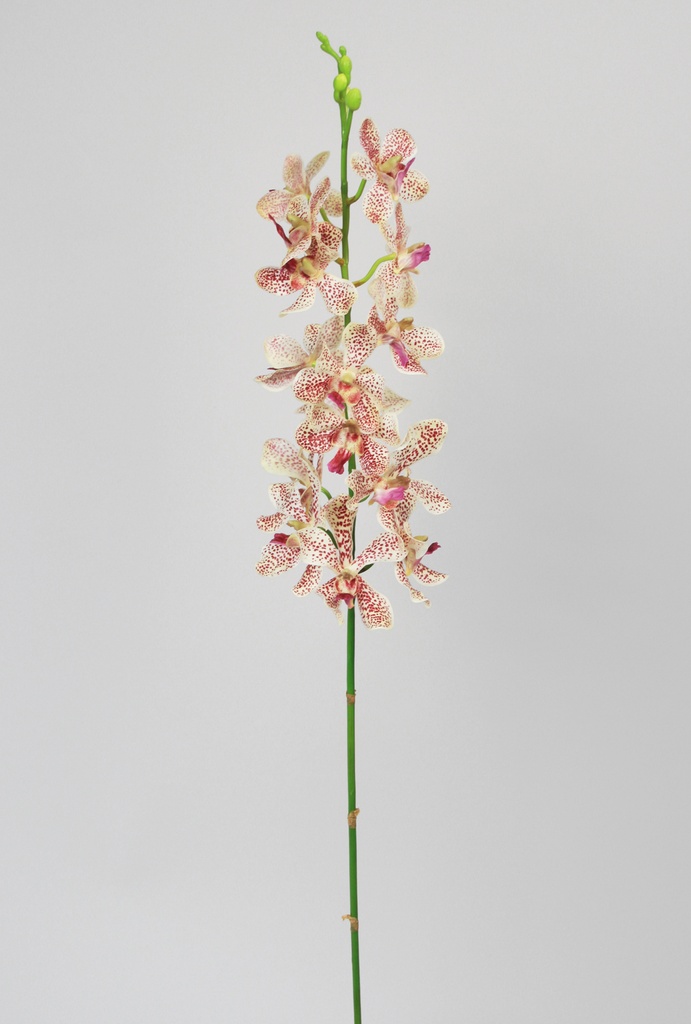 cattleya orchid 