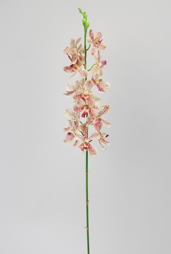 cattleya orchid 