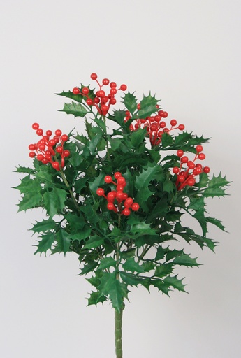 holly bush 
