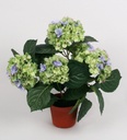 [153-1-50] Hydrangea (Alternative 15)