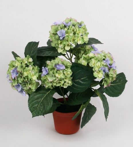 Hydrangea
