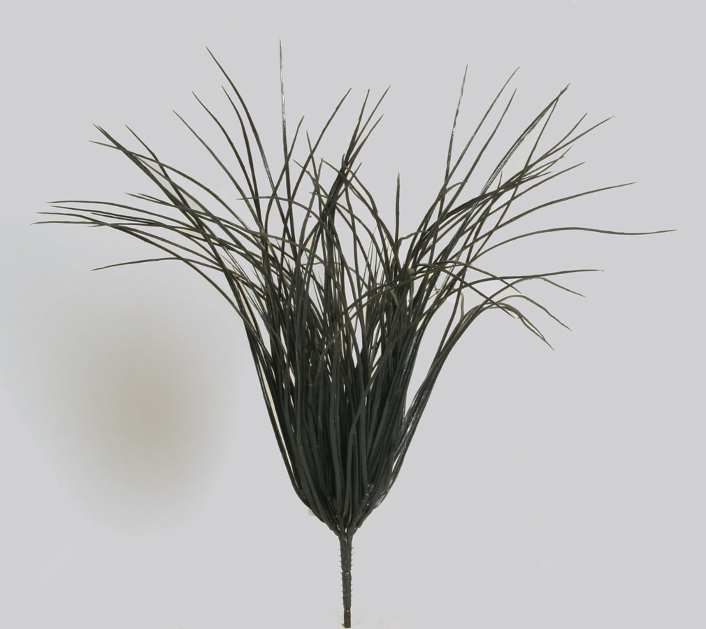 carex bush 