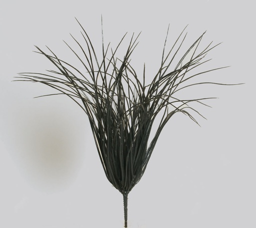 [5071] carex bush 