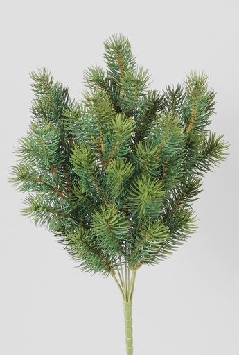 needle picea bush 