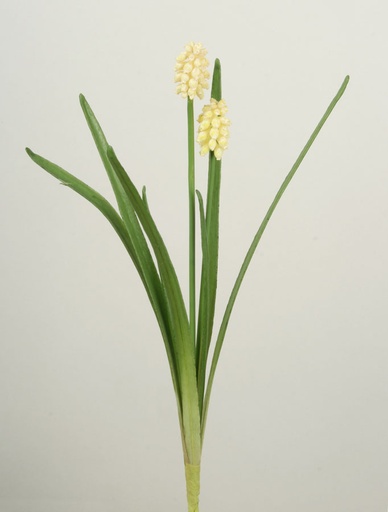 [6752] Muscari cream 