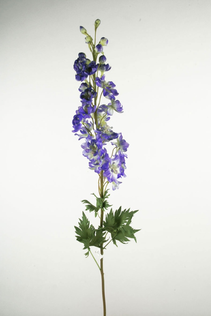 delphinium  blue 