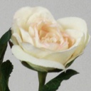 [9331] Rose (Alternative 1)