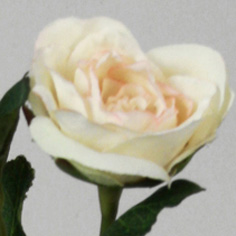 [9331] Rose (Alternative 1)