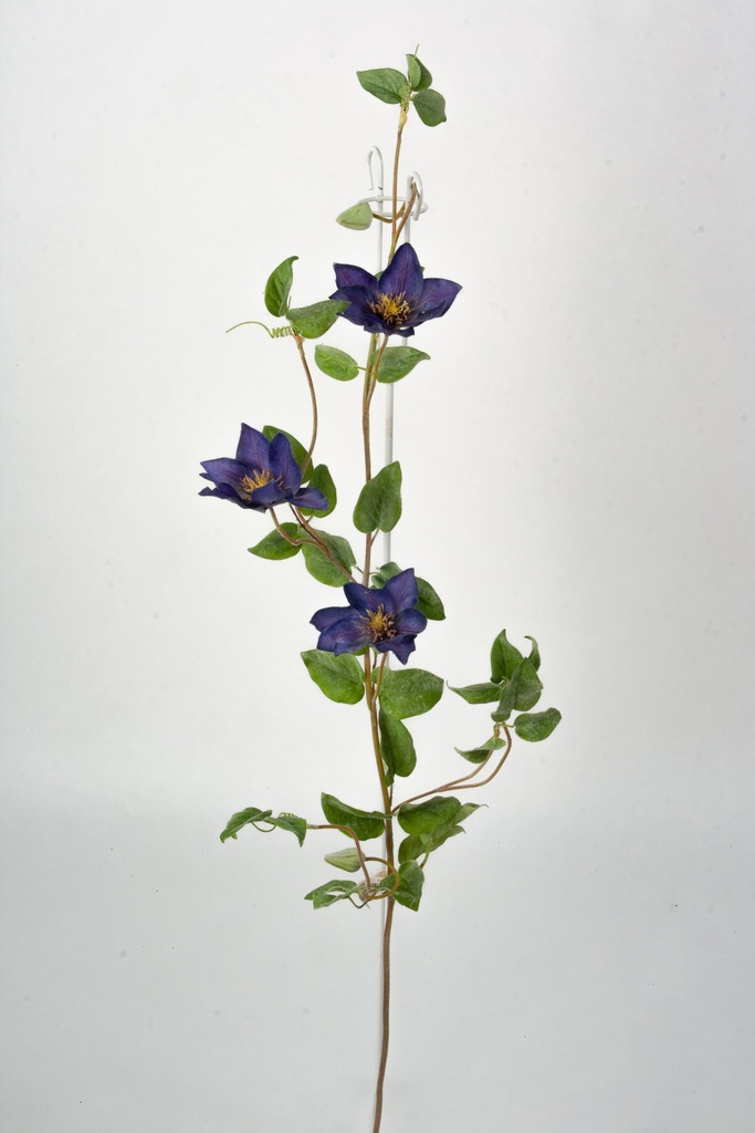 clematis dark purple 