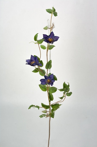 [6776] clematis dark purple 