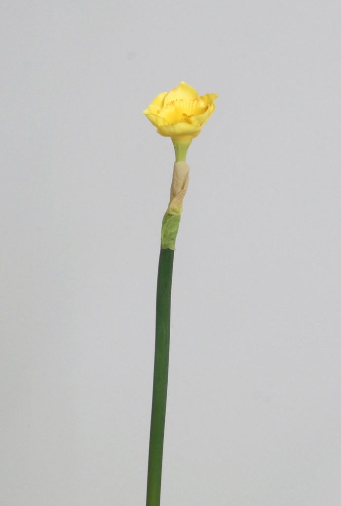 Daffodil