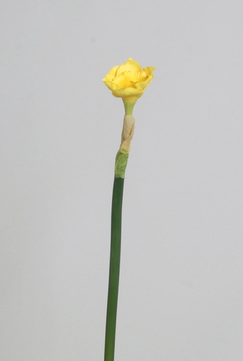 [6780] narcissus yellow 