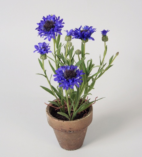 [6796] cornflower in pot 
