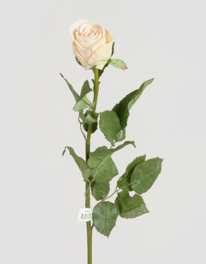 rose cream pink 