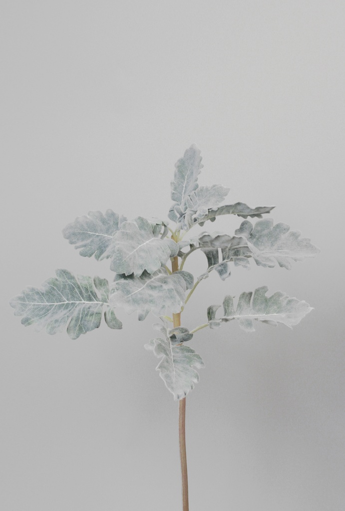 dusty miller spray 