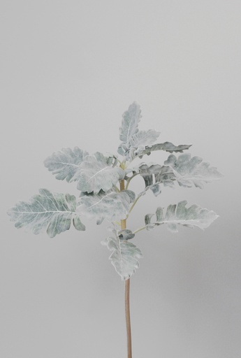 [6801] dusty miller spray 